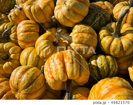 Pumpkins in paprika form in yellow orange green Pumpkins in paprika form in yellow orange green 49821570