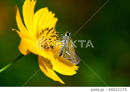 蝶　イチモンジセセリ 49822179