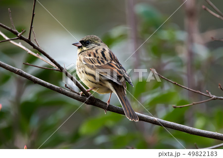 野鳥　アオジ 49822183