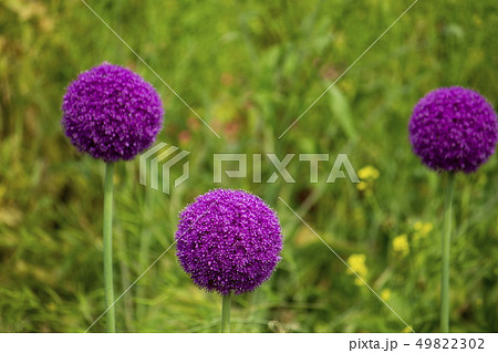 花＿アリウム・ギガンチウム 49822302