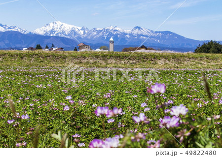 レンゲ畑と農大と残雪の中国山地＿鳥取県倉吉市関金町にて 49822480