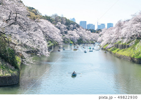 東京都　千鳥ヶ淵　満開の桜 49822930