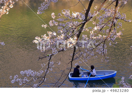 千鳥ヶ淵の桜 千鳥ヶ淵の桜 49823280