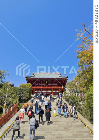 【神奈川県】鎌倉　鶴岡八幡宮 49823321