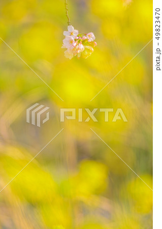 日本の風景「桜と菜の花」 49823470