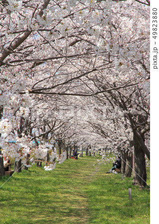 満開の姫川桜づつみ　糸魚川市 49823880