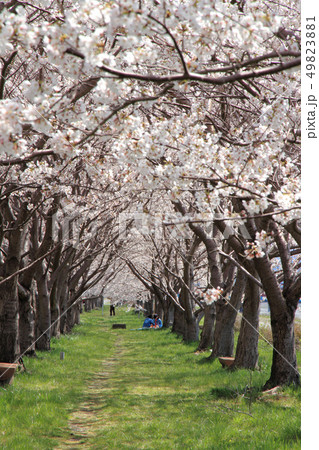 満開の姫川桜づつみ　糸魚川市 49823881