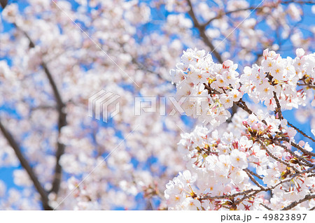 新横浜公園の桜 49823897