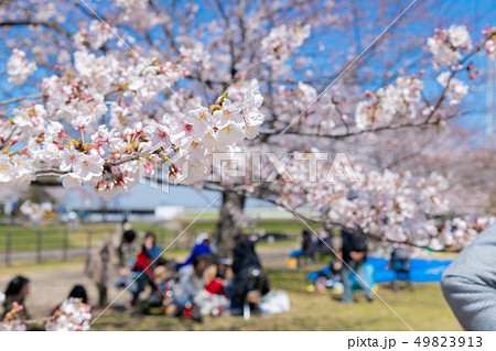新横浜公園の桜 49823913