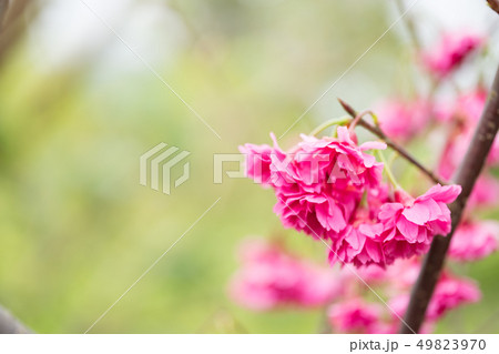 日本 ジャパン 日本国 49823970