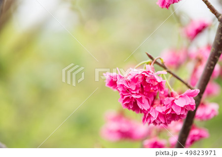 日本 ジャパン 日本国 49823971