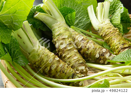 生ワサビ 49824122