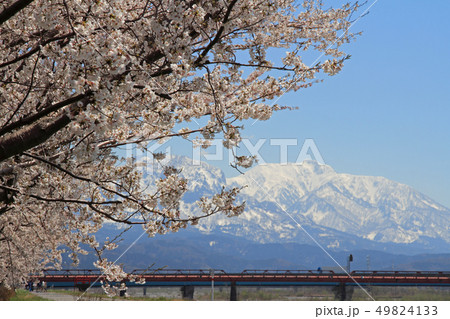 満開の姫川桜づつみと雨飾山　糸魚川市 49824133