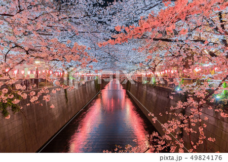 目黒川沿いの夜桜 49824176