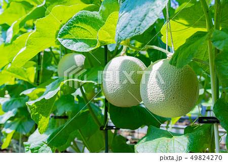 マスクメロンの栽培温室　メロン農家　静岡県賀茂郡南伊豆町 49824270