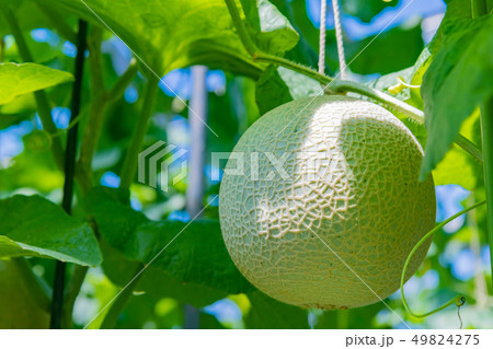 マスクメロンの栽培温室 メロン農家 静岡県賀茂郡南伊豆町 マスクメロンの栽培温室 メロン農家 静岡県賀茂郡南伊豆町 49824275