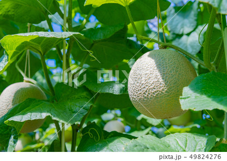 マスクメロンの栽培温室　メロン農家　静岡県賀茂郡南伊豆町 49824276