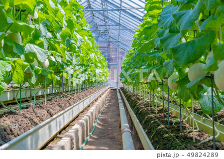 マスクメロンの栽培温室 メロン農家 静岡県賀茂郡南伊豆町の写真素材 4942