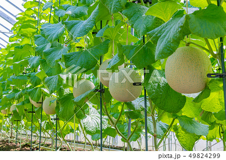 マスクメロンの栽培温室 メロン農家 静岡県賀茂郡南伊豆町 マスクメロンの栽培温室 メロン農家 静岡県賀茂郡南伊豆町 49824299
