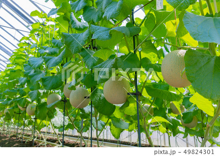 マスクメロンの栽培温室　メロン農家　静岡県賀茂郡南伊豆町 49824301