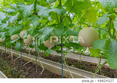 マスクメロンの栽培温室 メロン農家 静岡県賀茂郡南伊豆町の写真素材