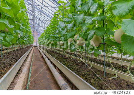 マスクメロンの栽培温室　メロン農家　静岡県賀茂郡南伊豆町 49824328