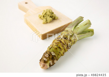 生わさび鮫皮おろし 生わさび鮫皮おろし 49824435