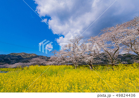 静岡県賀茂郡松崎町 那賀川堤の桜と菜の花 静岡県賀茂郡松崎町 那賀川堤の桜と菜の花 49824436