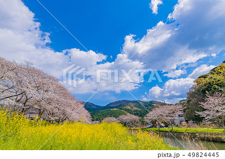静岡県賀茂郡松崎町 那賀川堤の桜と菜の花 静岡県賀茂郡松崎町 那賀川堤の桜と菜の花 49824445
