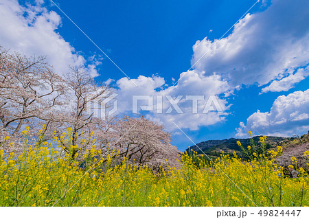 静岡県賀茂郡松崎町　那賀川堤の桜と菜の花 49824447