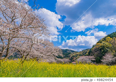 静岡県賀茂郡松崎町 那賀川堤の桜と菜の花 静岡県賀茂郡松崎町 那賀川堤の桜と菜の花 49824454