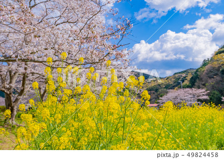 静岡県賀茂郡松崎町　那賀川堤の桜と菜の花 49824458
