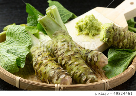 生わさび鮫皮おろし 生わさび鮫皮おろし 49824461