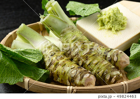 生わさび鮫皮おろし 生わさび鮫皮おろし 49824463