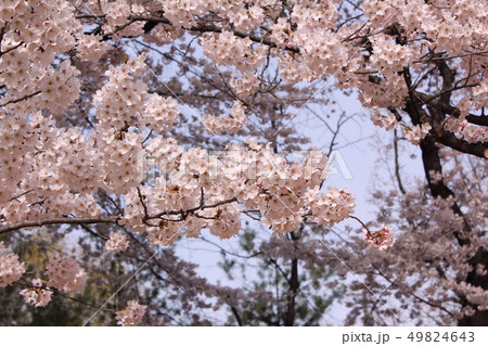 木 自然 植物 49824643
