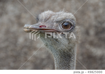 ダチョウ 49825000
