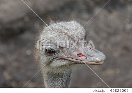 ダチョウ 49825005