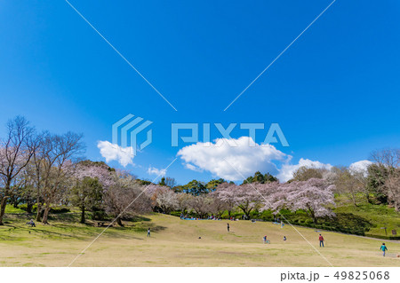 静岡県富士市 岩本山公園の桜の写真素材