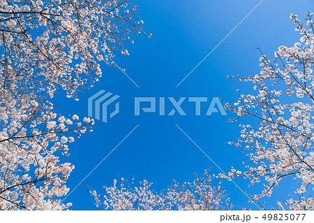 静岡県富士市　岩本山公園の桜 49825077