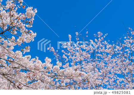 静岡県富士市 岩本山公園の桜 静岡県富士市 岩本山公園の桜 49825081