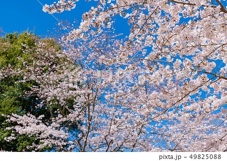 静岡県富士市　岩本山公園の桜 49825088