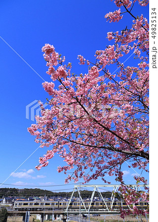 河津桜と鹿島線 49825134
