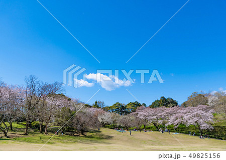 静岡県富士市 岩本山公園の桜の写真素材