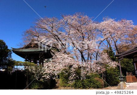 もうすぐ満開になる福蔵院のソメイヨシノ(1) もうすぐ満開になる福蔵院のソメイヨシノ(1) 49825264