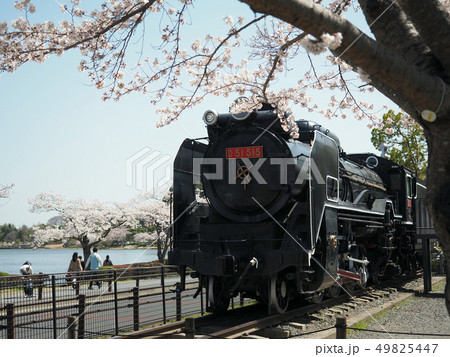 茨城県水戸市の千波湖の桜とSL 49825447