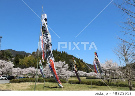 榛原ふれあい広場 鯉のぼりと桜 榛原ふれあい広場 鯉のぼりと桜 49825913