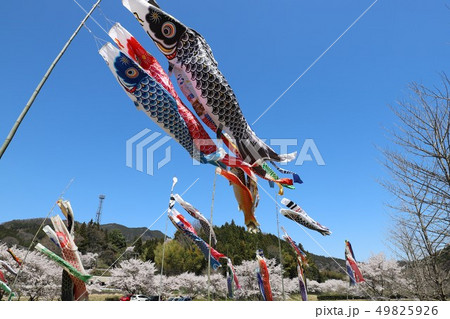 榛原ふれあい広場 鯉のぼりと桜 榛原ふれあい広場 鯉のぼりと桜 49825926