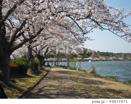 茨城県水戸市の千波湖の桜 茨城県水戸市の千波湖の桜 49825971