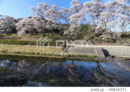 鮎河の千本桜 49826151