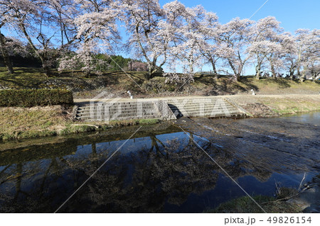 鮎河の千本桜 49826154
